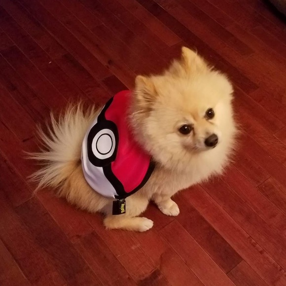 Meet your Posher, Ally - Picture 1 of 1